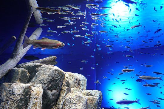 Salmon Hometown Chitose Aquarium